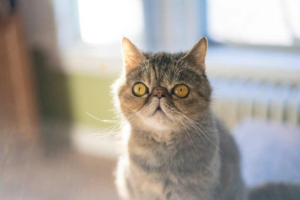 Exotic Shorthair – America's Favorite(  popular kitten breed in america