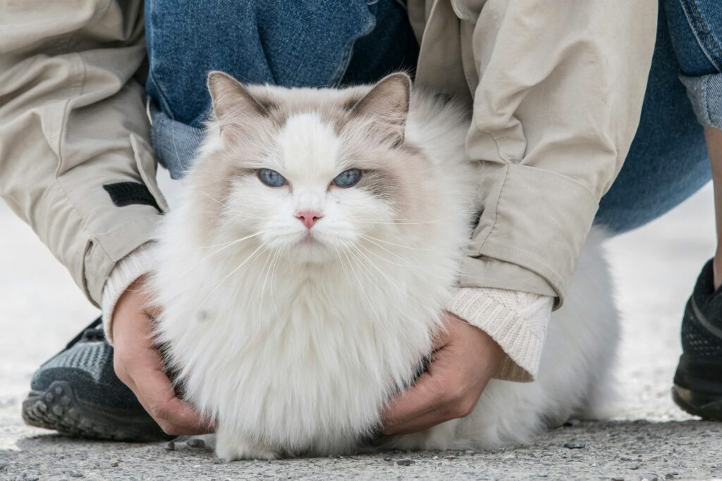 cat breed in united state of america