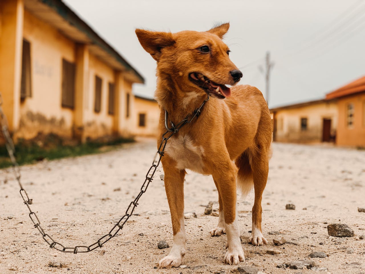 The Devastating Effects of Dog Chain Collar