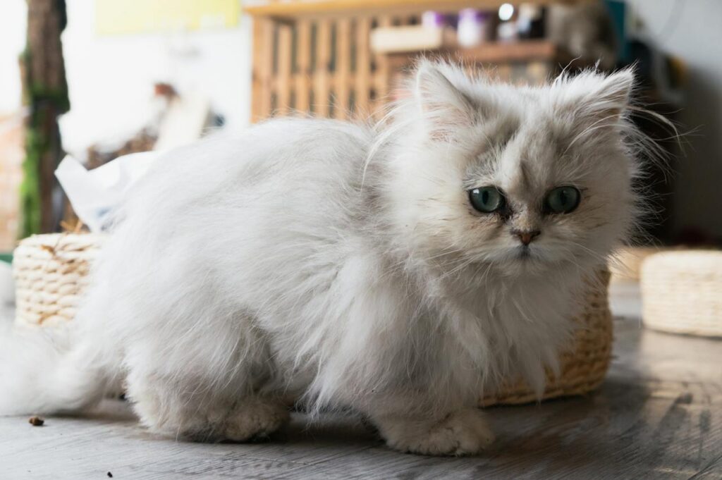 persian cat