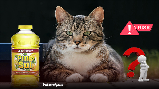 is pine sol is safe for cats or no | pet zone city