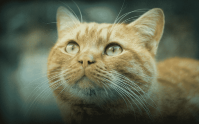 Are orange female cats worth money | How Rare are orange cats