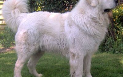 Big White Fluffy Dog | Breed of White Dogs