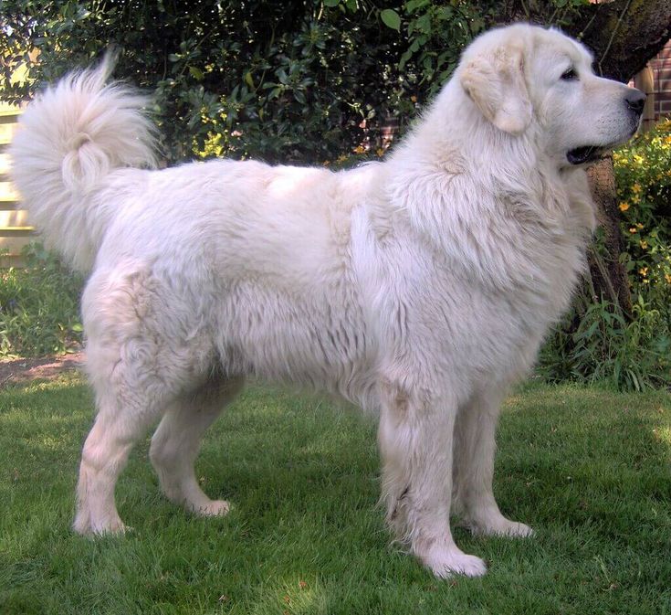 Big White Fluffy Dog Breed of White Dogs Pet Zone City