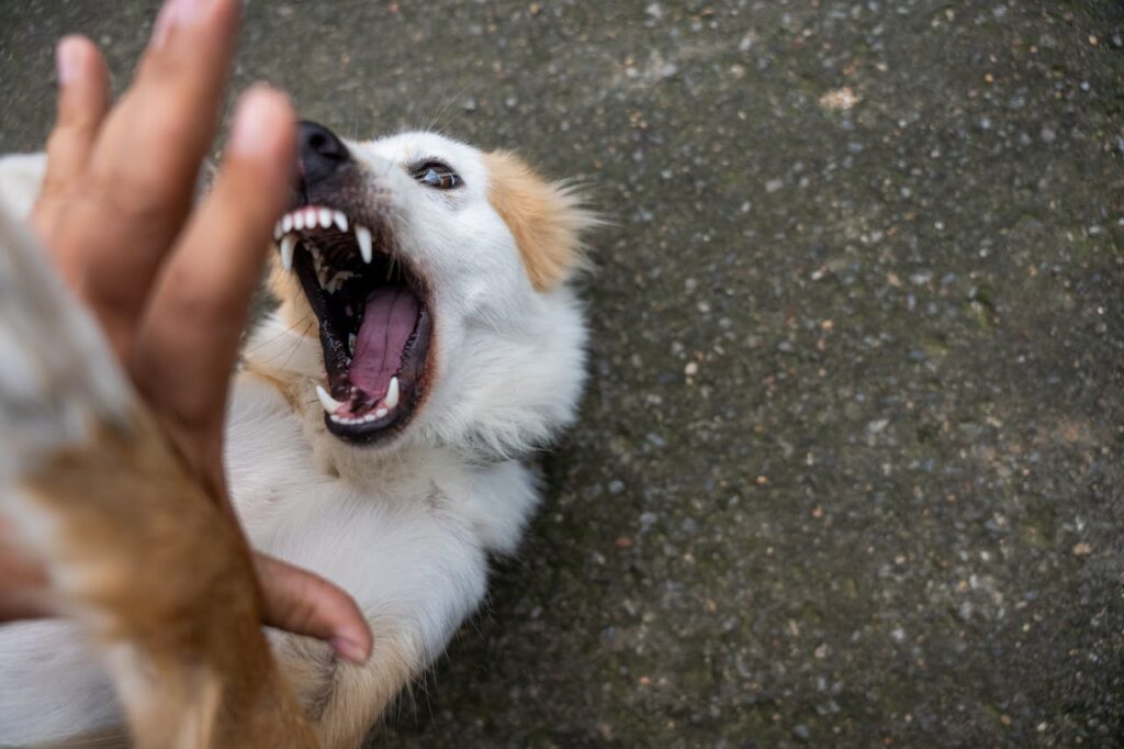 When to be concerned about a Dog Bite| pet zone city 