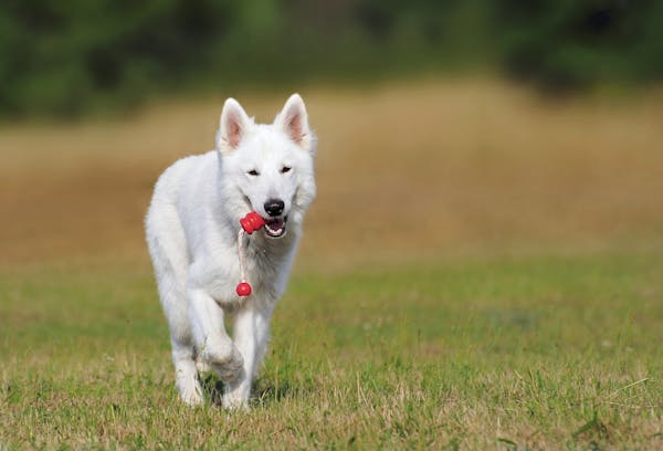 Big white Fluffy dog | luffy Dog Big White